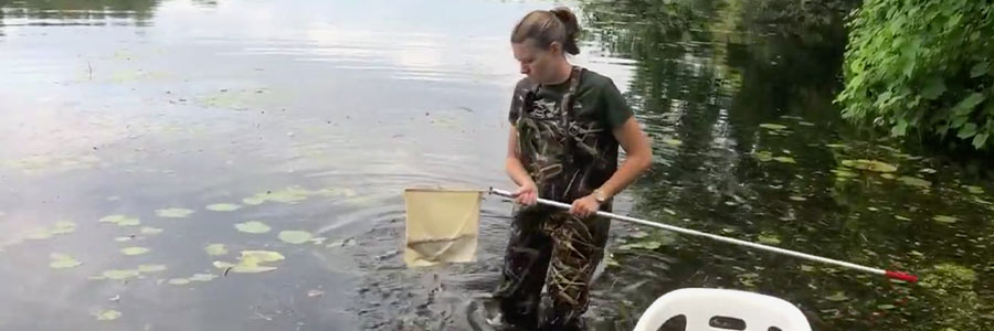 Macroinvertebrates